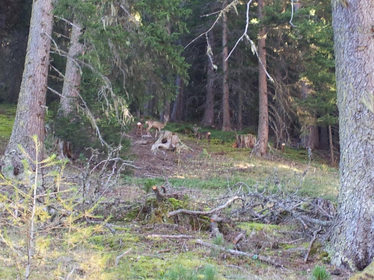 Gasthof Waldruhe Solda Bagian luar foto