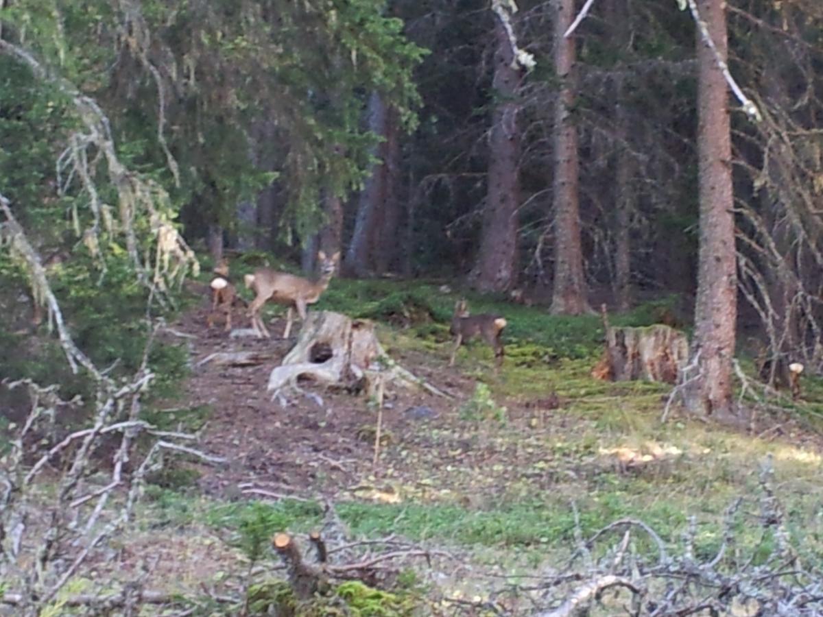 Gasthof Waldruhe Solda Bagian luar foto